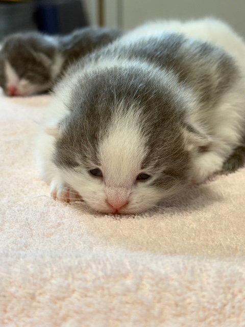 Enlarge Samson (Available 5/29/26), a Adoptable Domestic Short Hair in Williamsburg, IA image 3/3