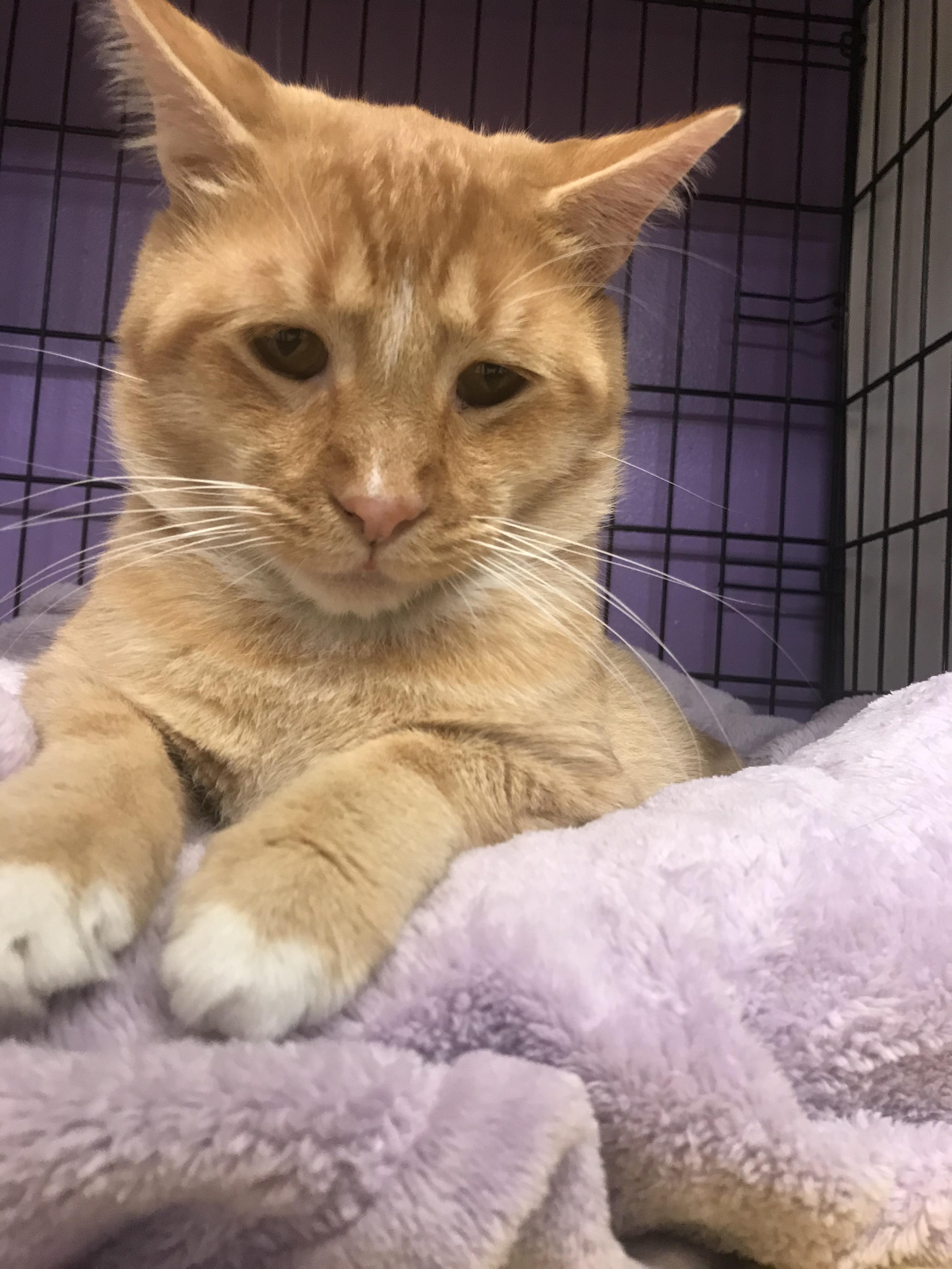 Enlarge Sandy/Sammy, a Adoptable Domestic Short Hair in Darien, CT image 5/6