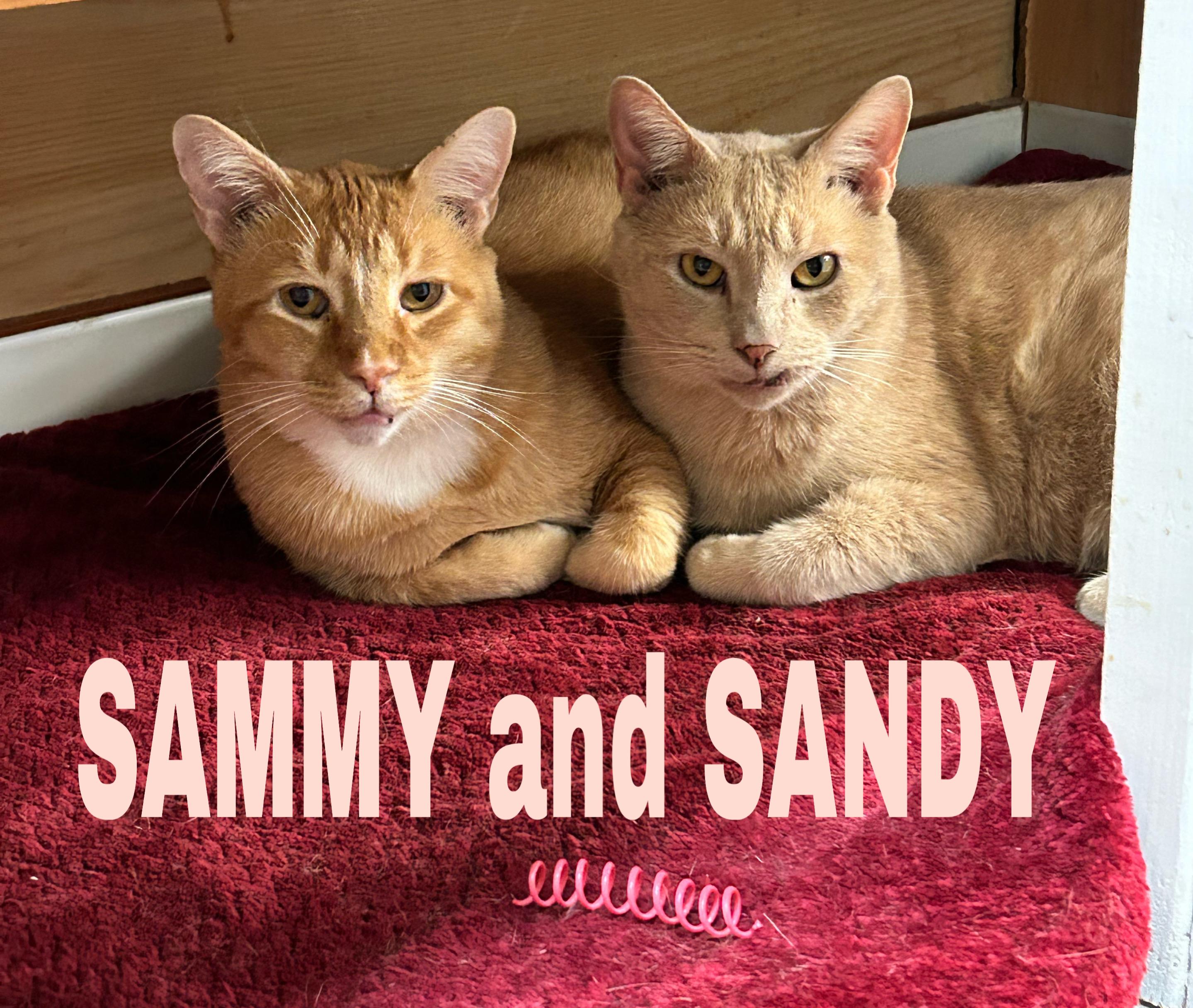 Enlarge Sandy/Sammy, a Adoptable Domestic Short Hair in Darien, CT image 1/6