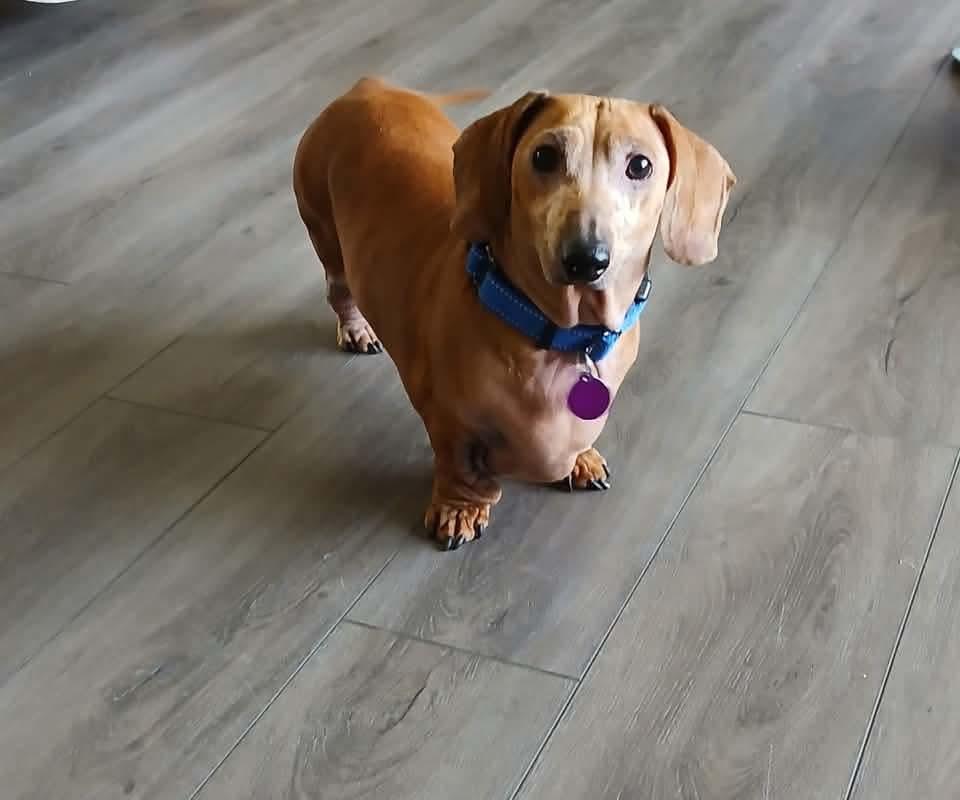 Bailey, adopted, Adult Male Dachshund.