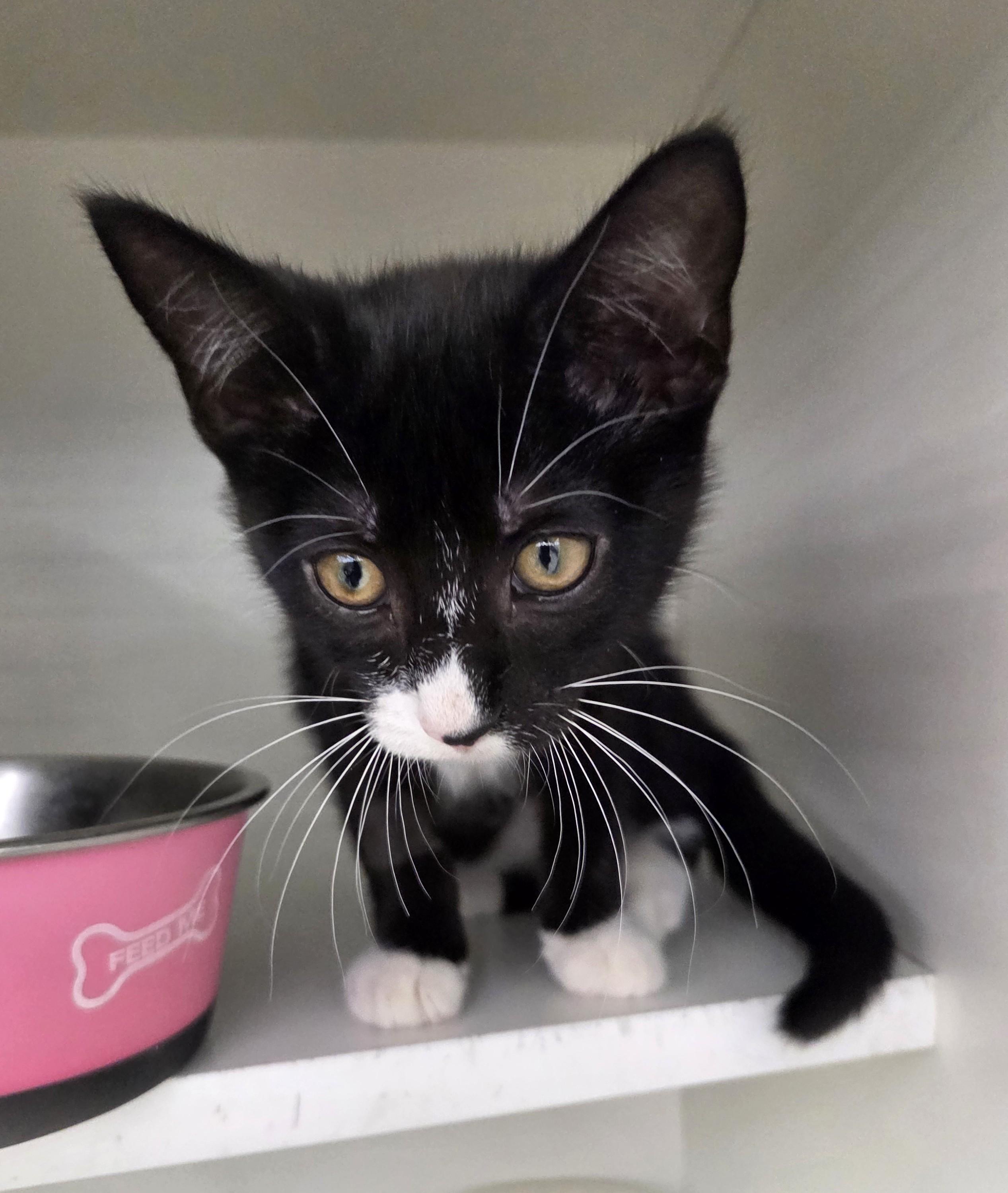 Rose, an adopted Tuxedo in New Albany, OH image 3/4