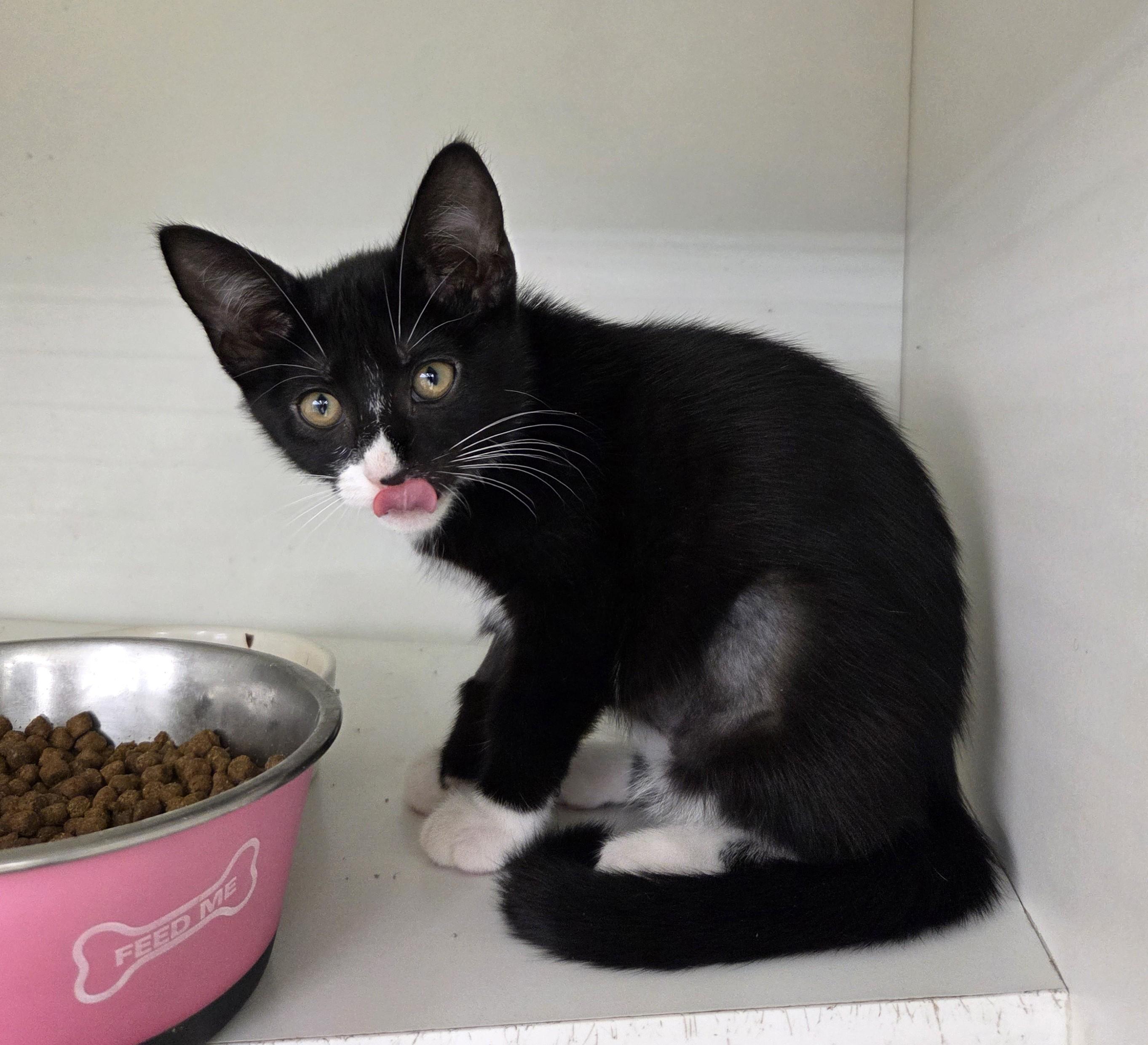 Rose, an adopted Tuxedo in New Albany, OH image 2/4