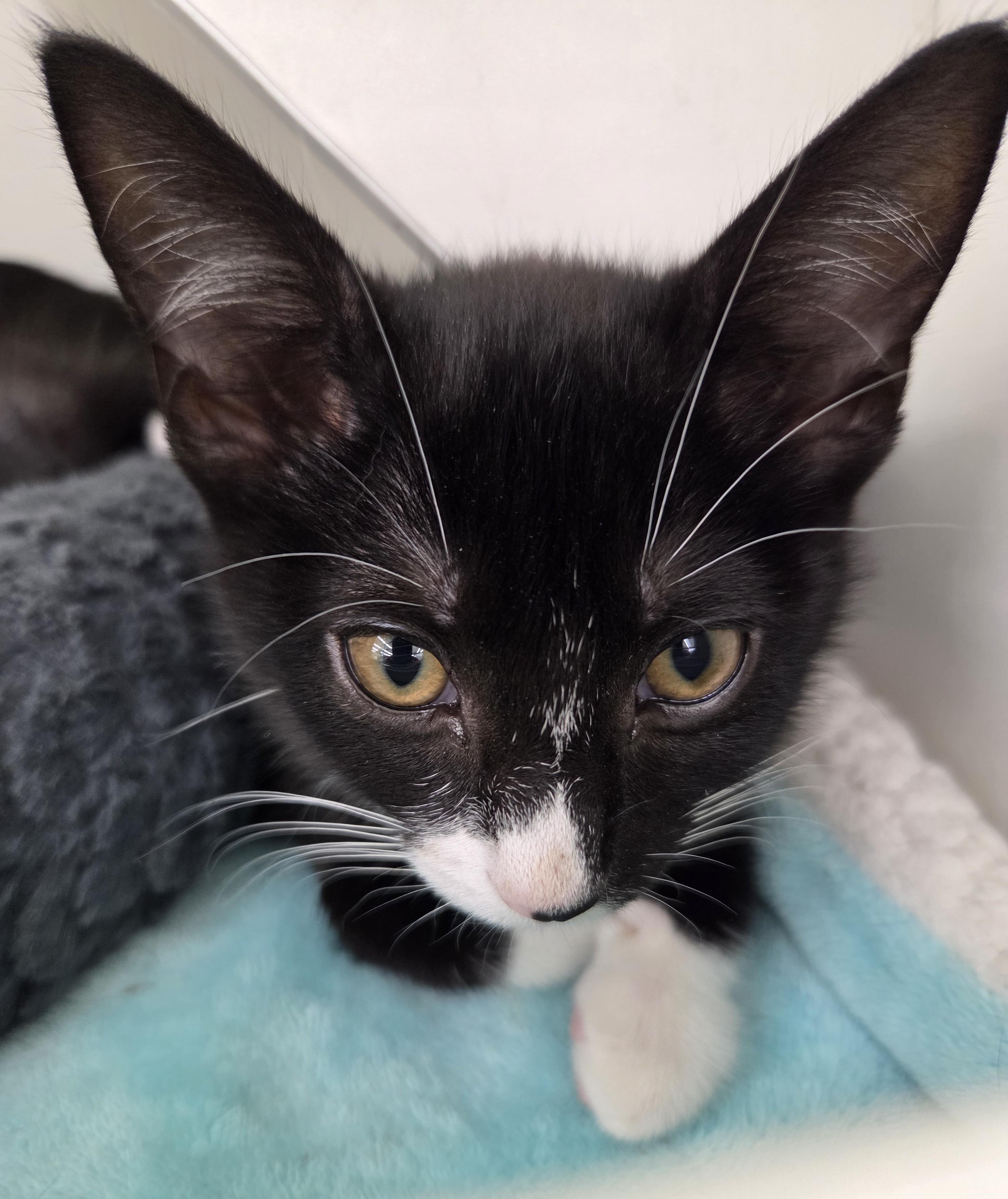 Rose, an adopted Tuxedo in New Albany, OH image 4/4