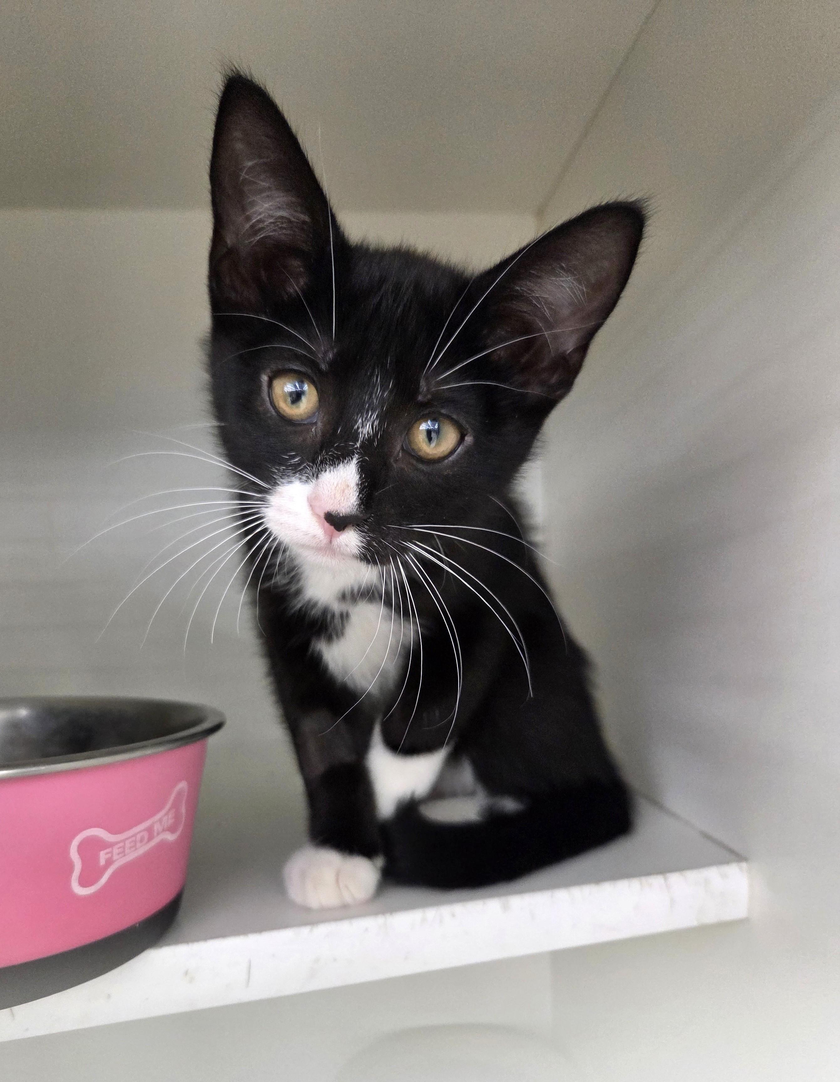 Rose, adopted, Kitten Female Tuxedo.