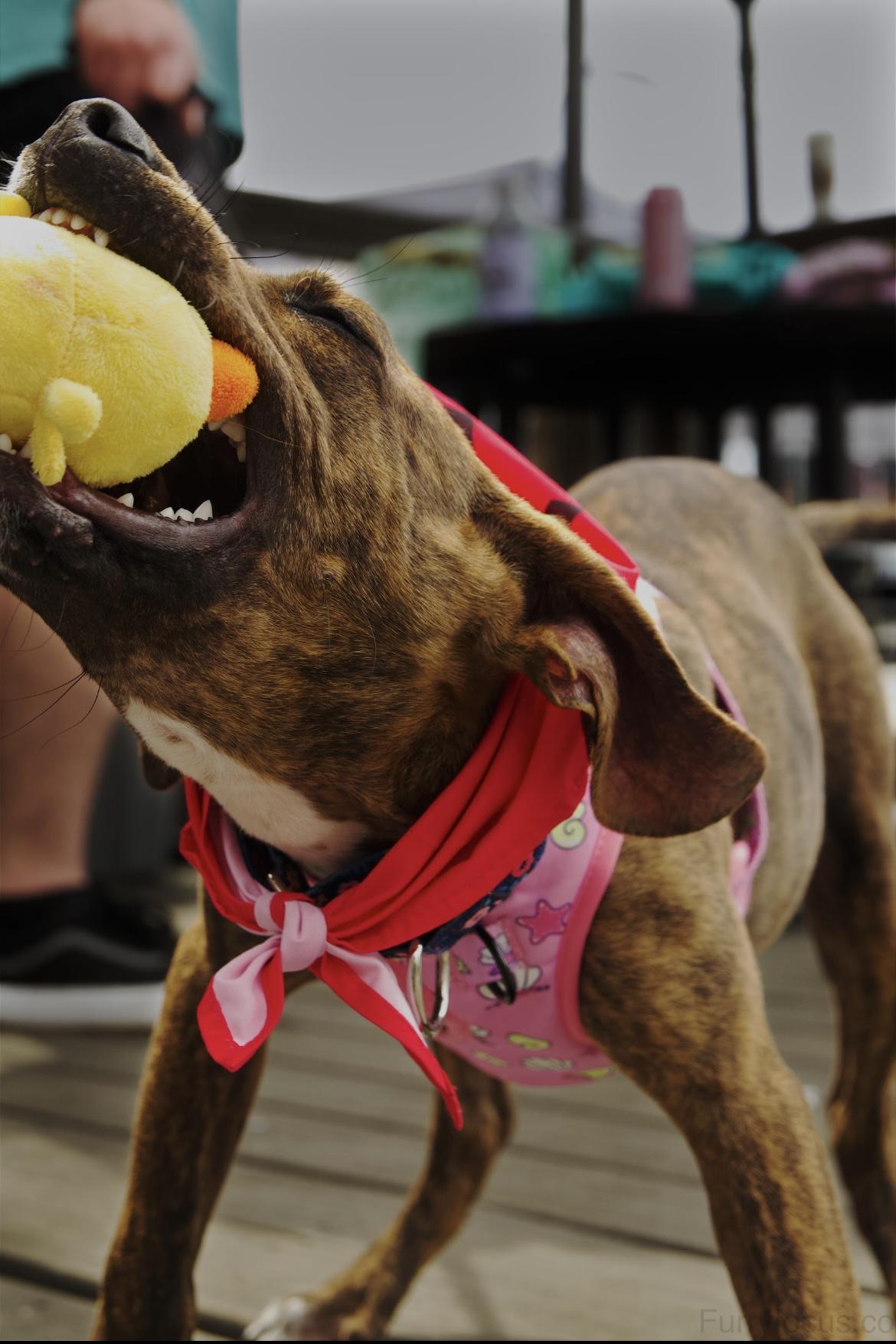 Enlarge Molly, a ADOPTABLE mixed breed in Randleman, NC image 2/6