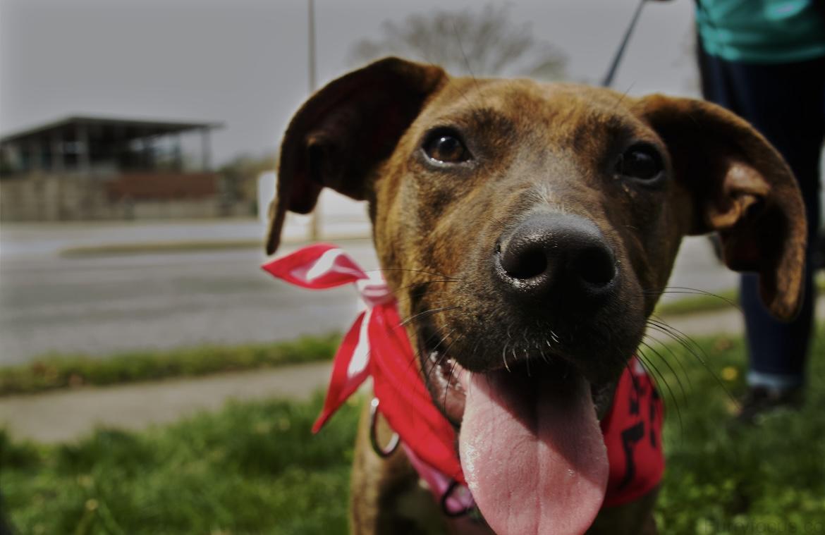 Enlarge Molly, a ADOPTABLE mixed breed in Randleman, NC image 3/6
