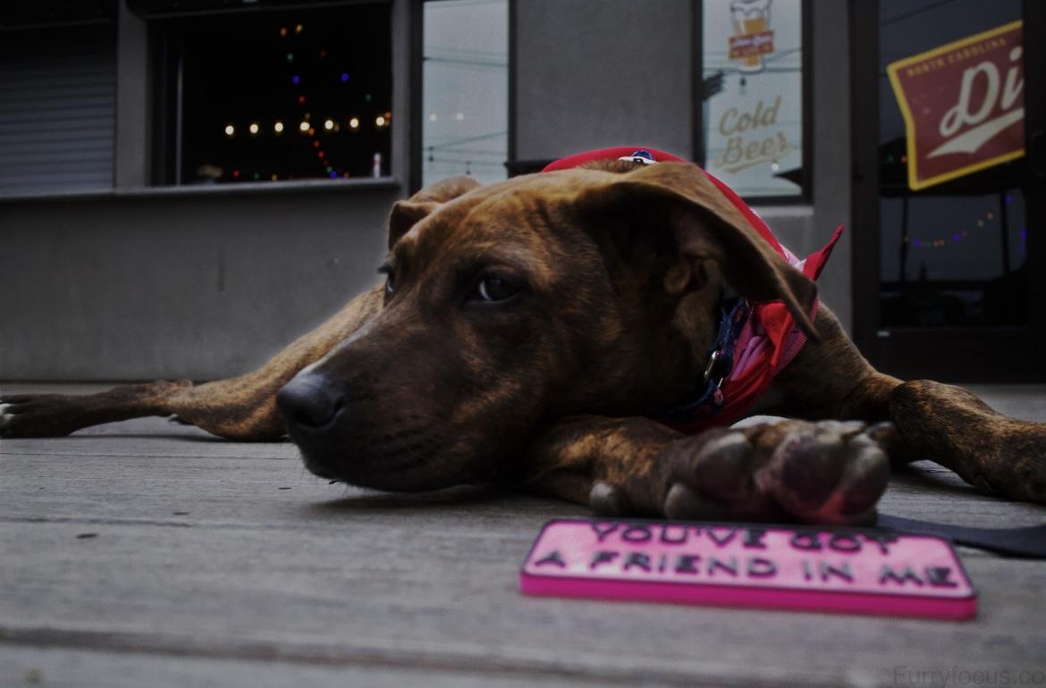 Enlarge Molly, a ADOPTABLE mixed breed in Randleman, NC image 4/6