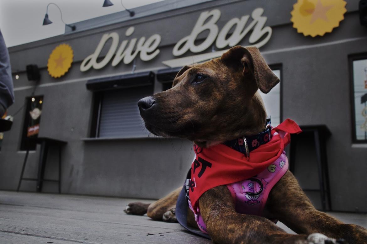 Molly, ADOPTABLE, Puppy Female Plott Hound.