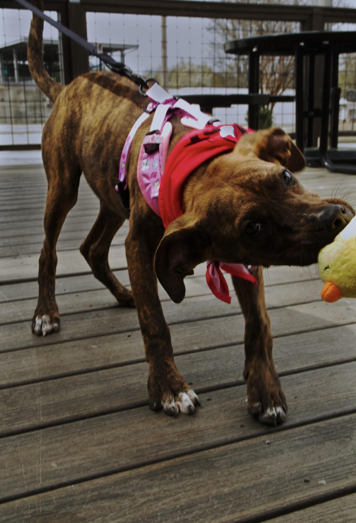 Enlarge Molly, a ADOPTABLE mixed breed in Randleman, NC image 6/6