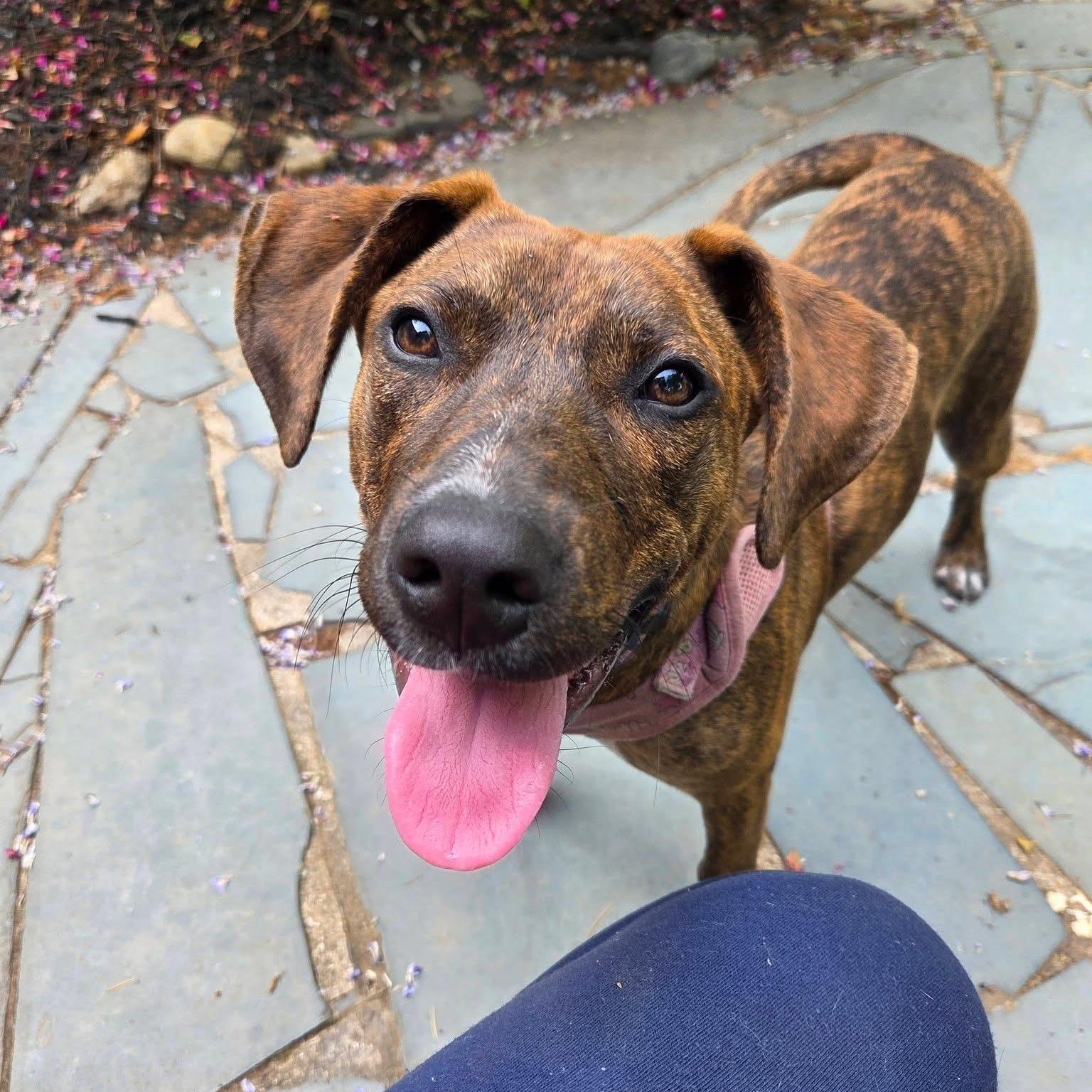 Molly, ADOPTABLE, Puppy Female Plott Hound.
