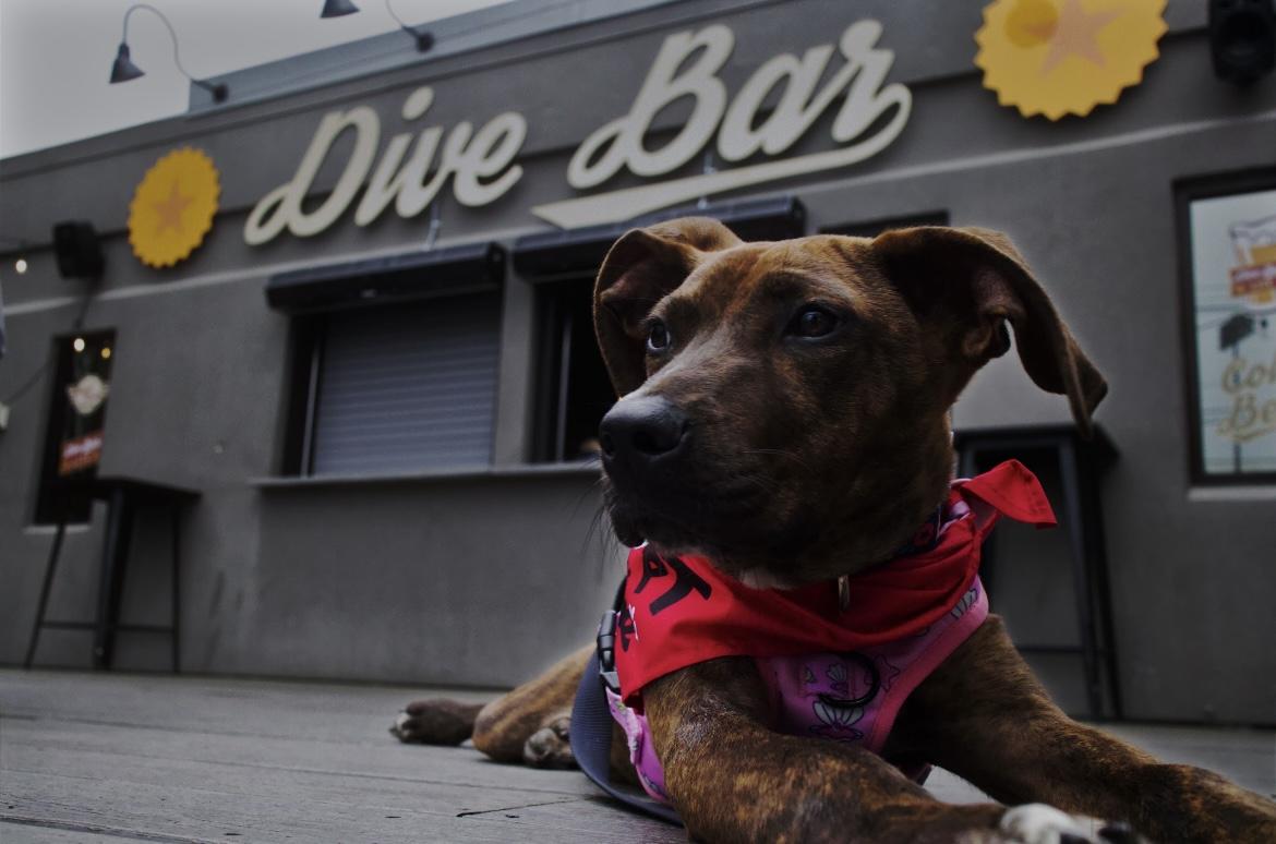 Enlarge Molly, a ADOPTABLE mixed breed in Randleman, NC image 5/6