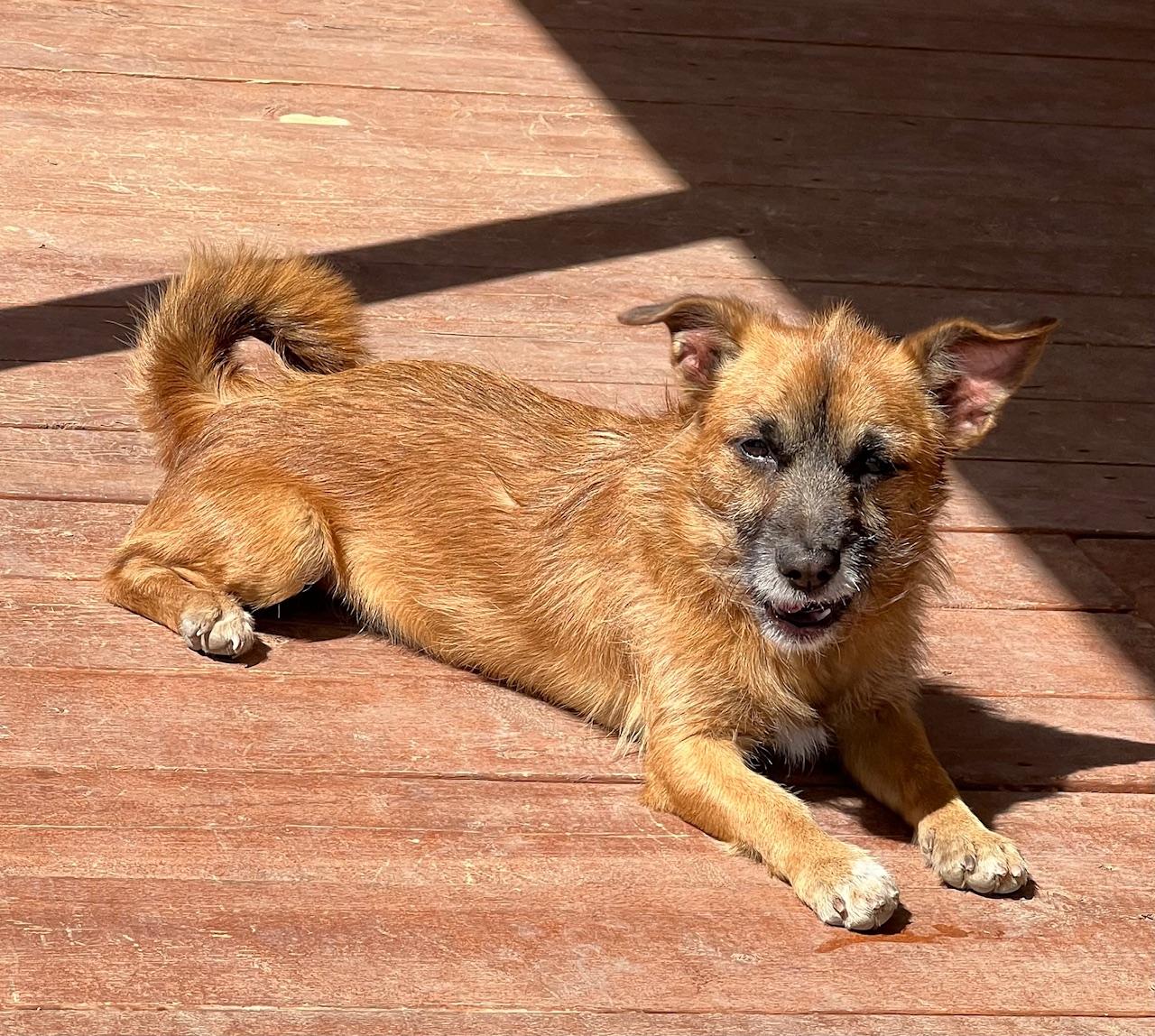 Scruffy, Adopted, Young Male Dachshund (Long Haired) & Jack Russell Terrier.