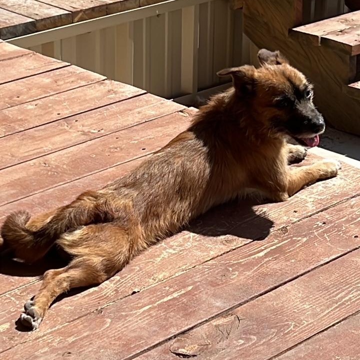 Enlarge Scruffy, a Adopted mixed breed in Coleman, TX image 2/6