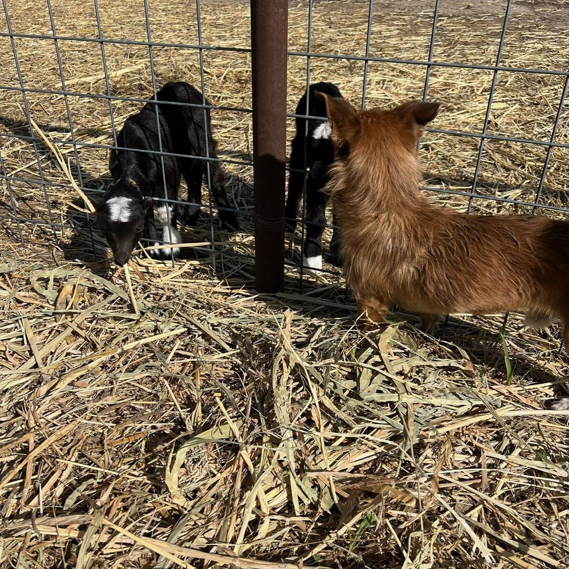 Enlarge Scruffy, a Adopted mixed breed in Coleman, TX image 3/6