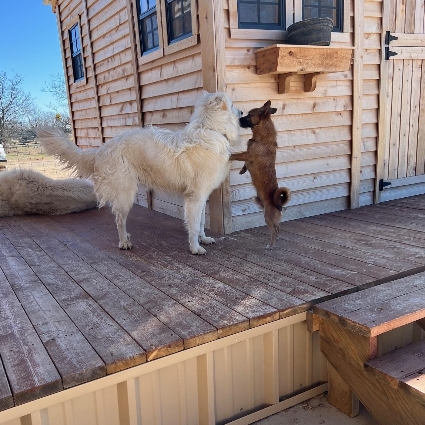 Enlarge Scruffy, a Adopted mixed breed in Coleman, TX image 5/6