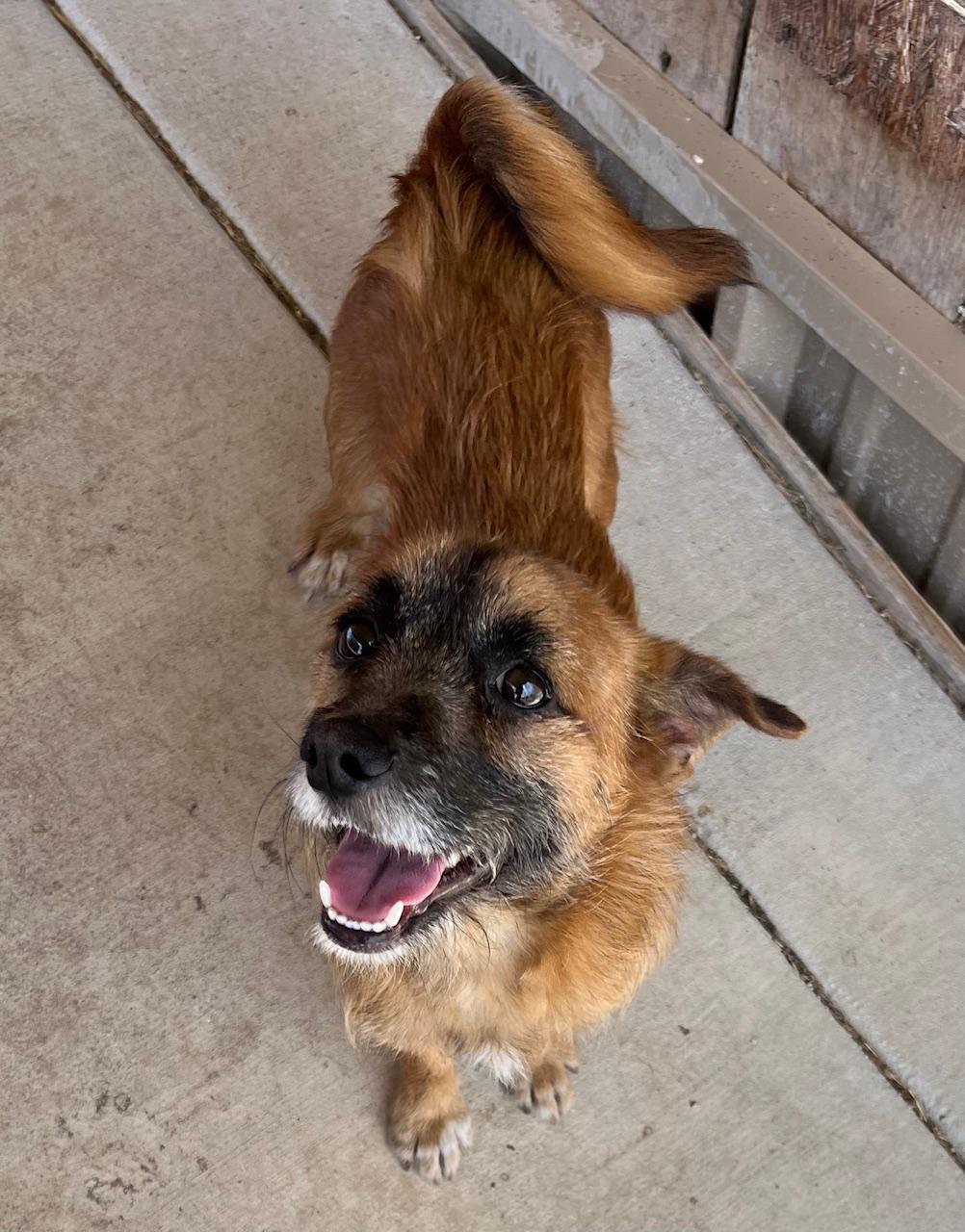 Enlarge Scruffy, a Adopted mixed breed in Coleman, TX image 6/6
