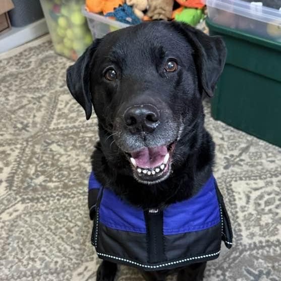 Enlarge Angel, a ADOPTABLE mixed breed in Washington, PA image 1/4