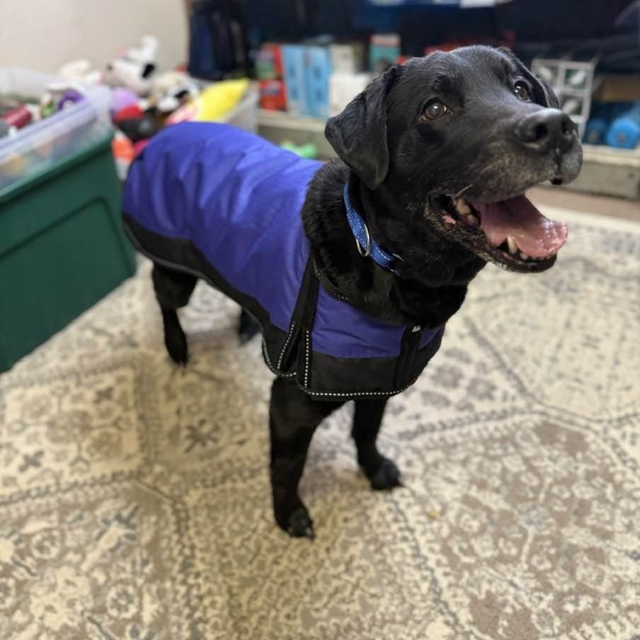 Enlarge Angel, a ADOPTABLE mixed breed in Washington, PA image 2/4