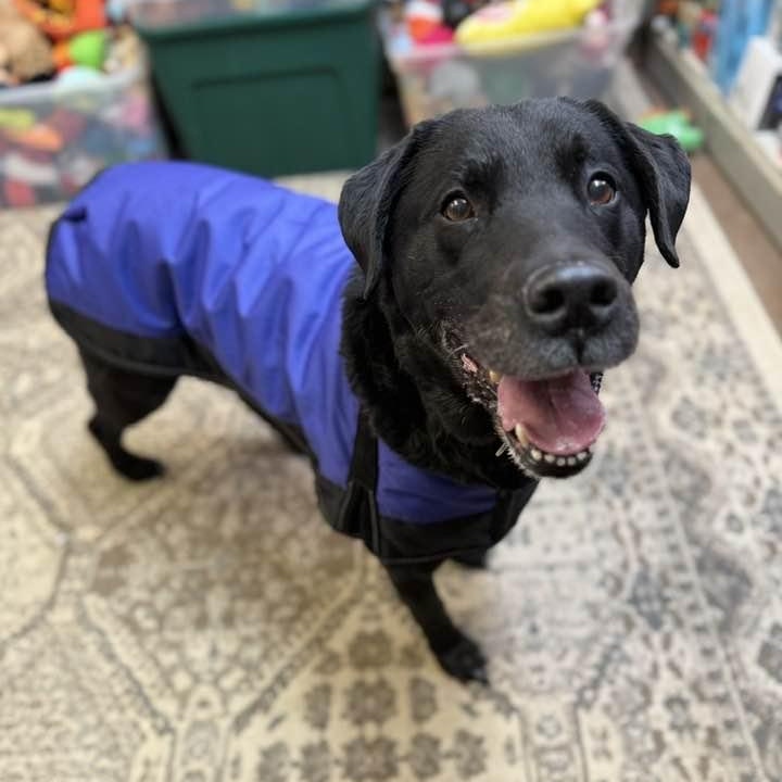 Enlarge Angel, a ADOPTABLE mixed breed in Washington, PA image 3/4