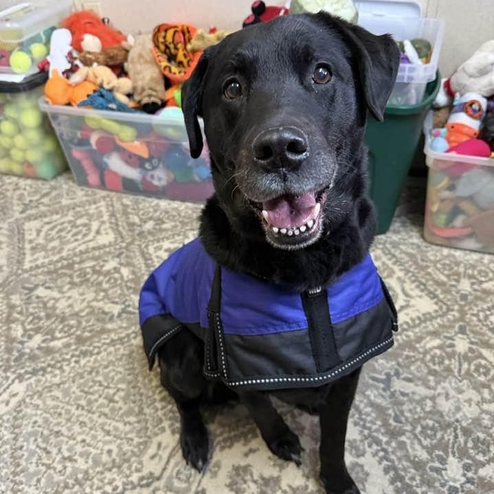 Enlarge Angel, a ADOPTABLE mixed breed in Washington, PA image 4/4