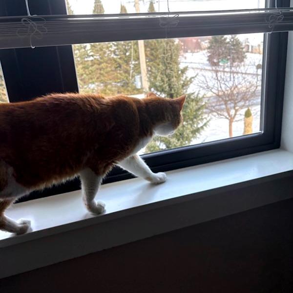 Bobby Lee, Adoptable, Senior Male Domestic Short Hair.