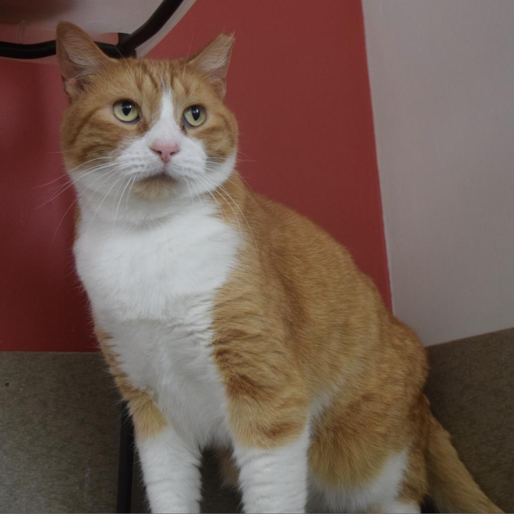 Enlarge Bobby Lee, a Adoptable Domestic Short Hair in Green Bay, WI image 2/6