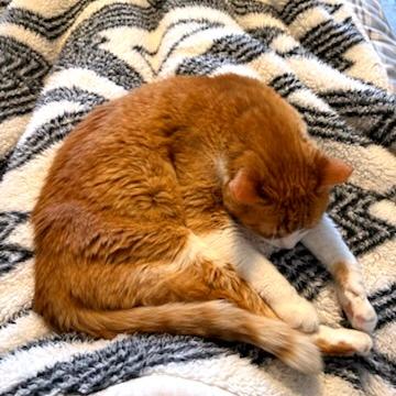 Enlarge Bobby Lee, a Adoptable Domestic Short Hair in Green Bay, WI image 3/6