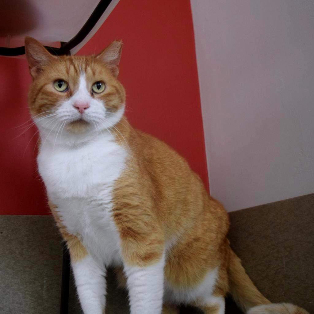 Enlarge Bobby Lee, a Adoptable Domestic Short Hair in Green Bay, WI image 4/6