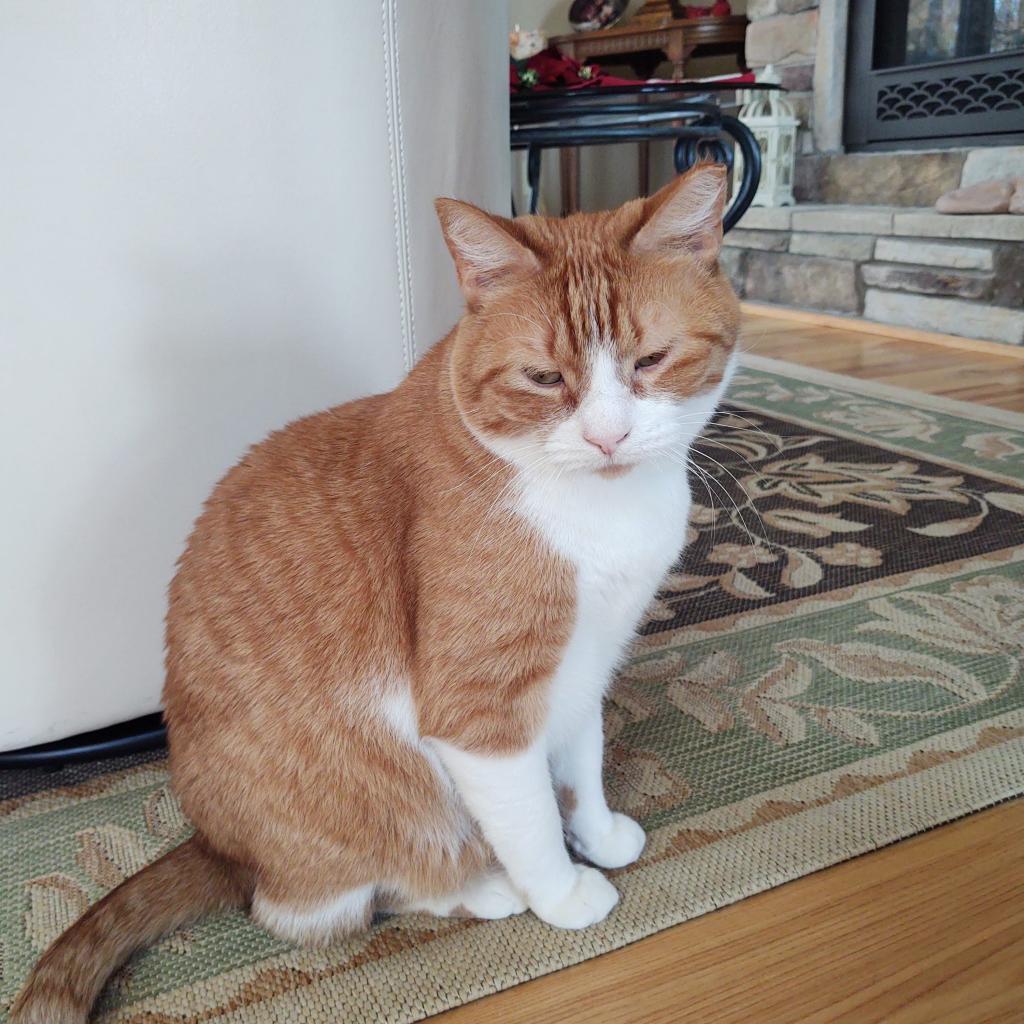 Enlarge Bobby Lee, a Adoptable Domestic Short Hair in Green Bay, WI image 5/6