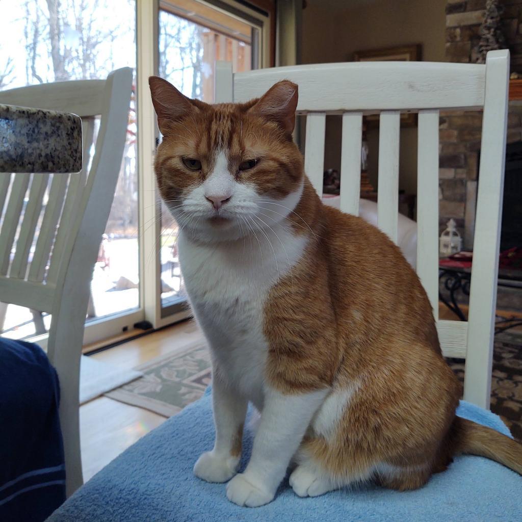 Enlarge Bobby Lee, a Adoptable Domestic Short Hair in Green Bay, WI image 6/6