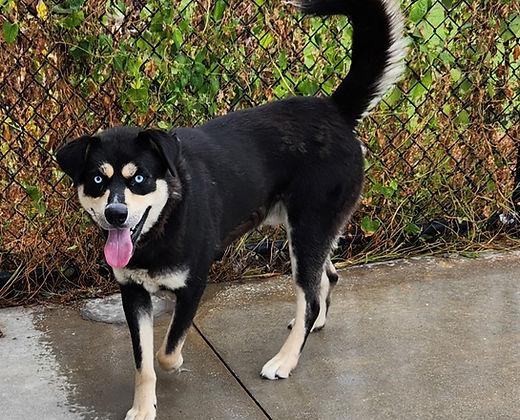 Kenny, Adoptable, Adult Male Shepherd & Husky.