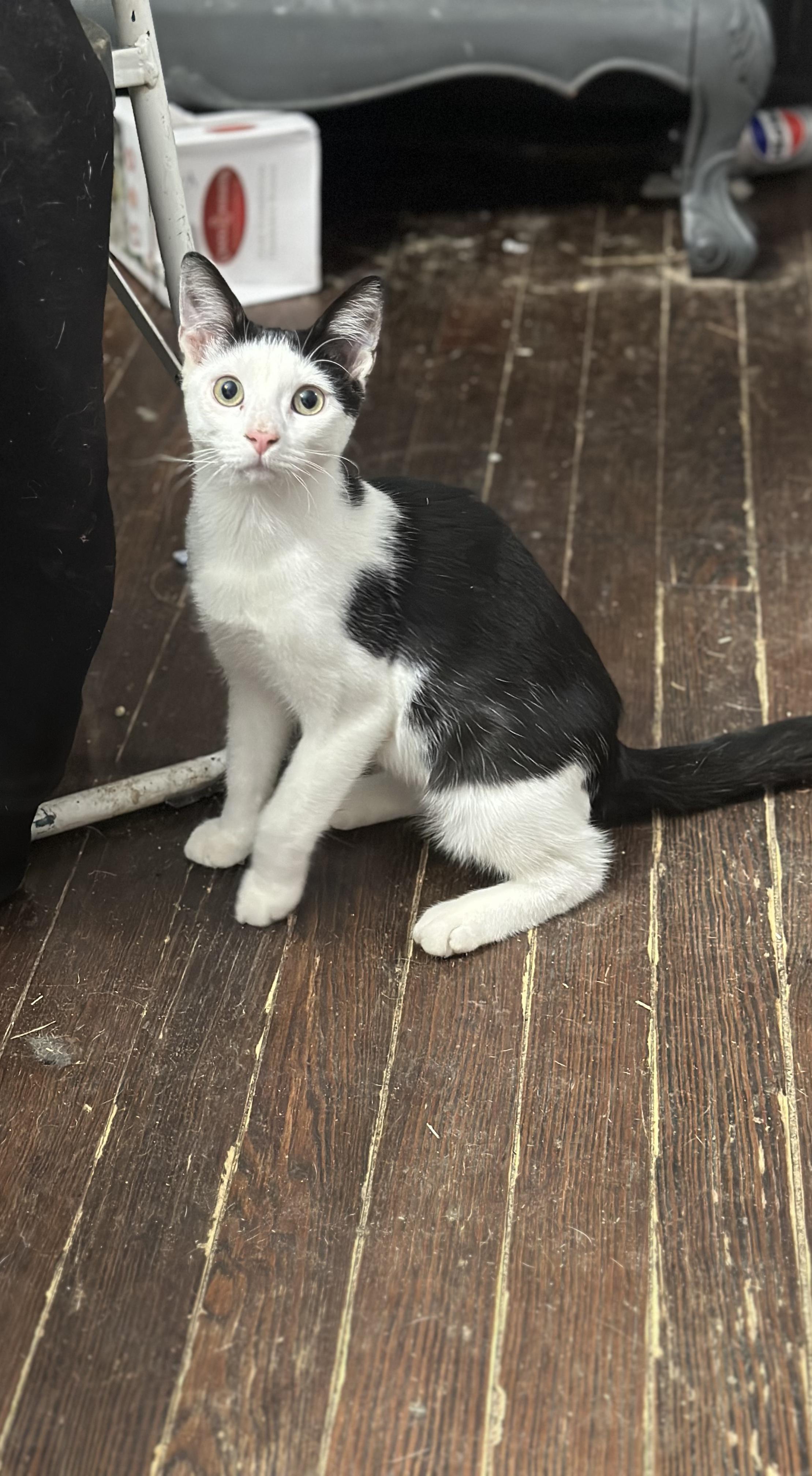 Enlarge Topsy, a ADOPTABLE Domestic Short Hair in Medford, NJ image 1/3