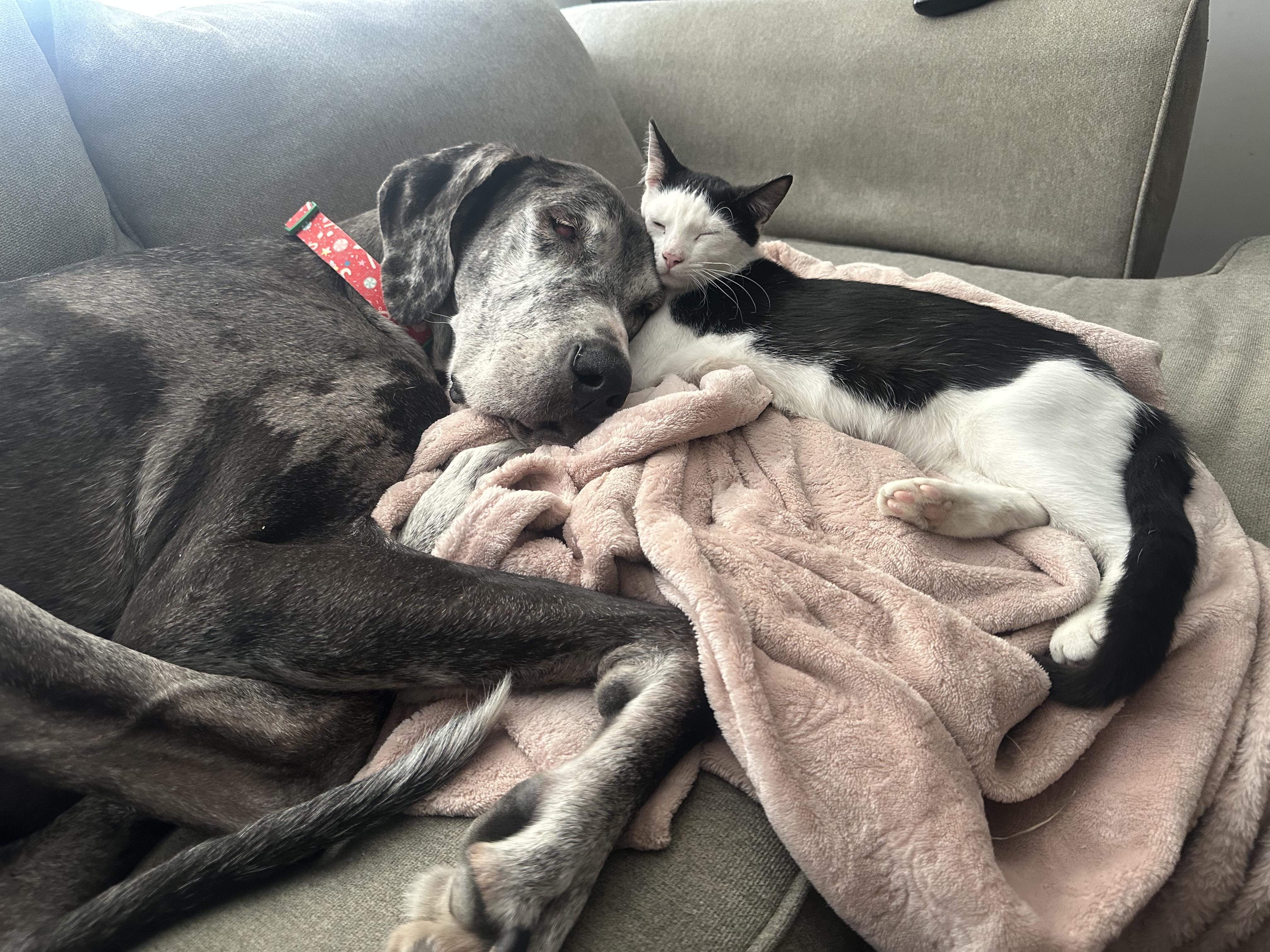 Enlarge Topsy, a ADOPTABLE Domestic Short Hair in Medford, NJ image 3/3