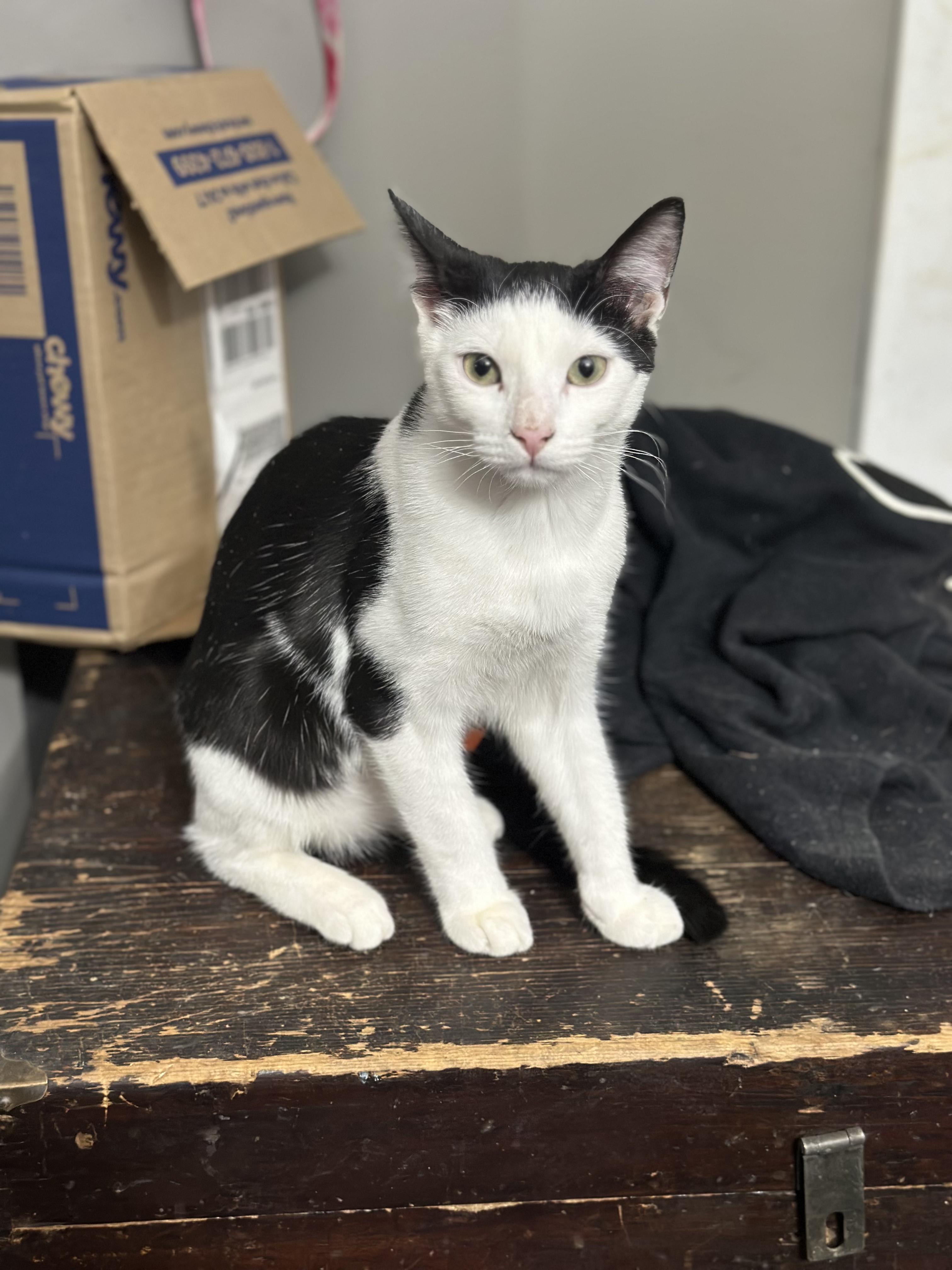Enlarge Topsy, a ADOPTABLE Domestic Short Hair in Medford, NJ image 2/3