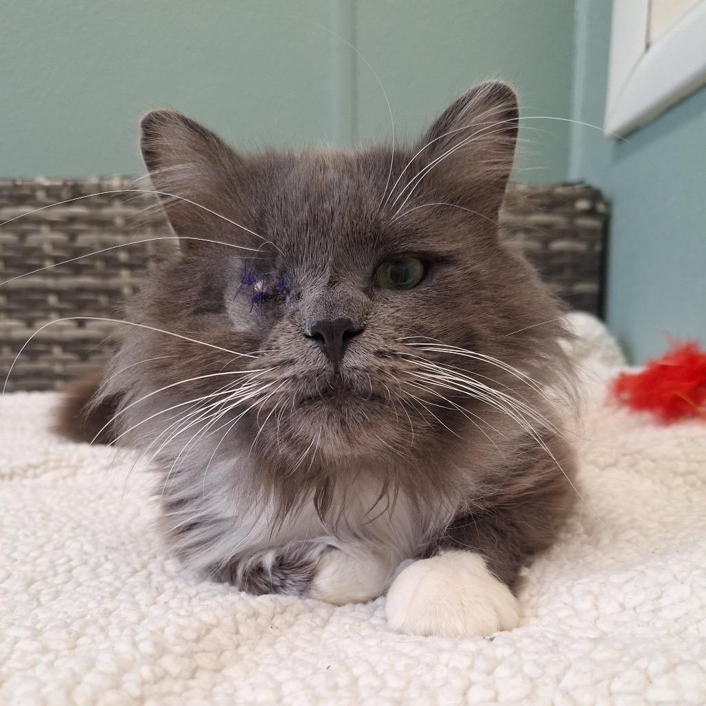 Enlarge Cody, a Adoptable Domestic Long Hair in Attica, NY image 2/3