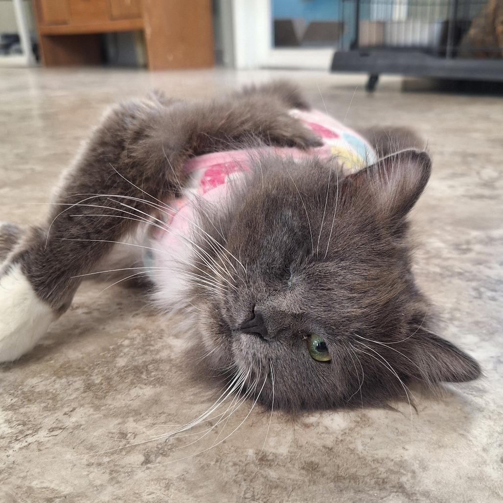 Enlarge Cody, a Adoptable Domestic Long Hair in Attica, NY image 3/3