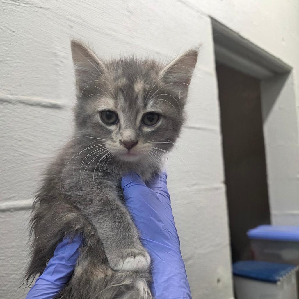 Watermelon, Adoptable, Kitten Female Domestic Short Hair.