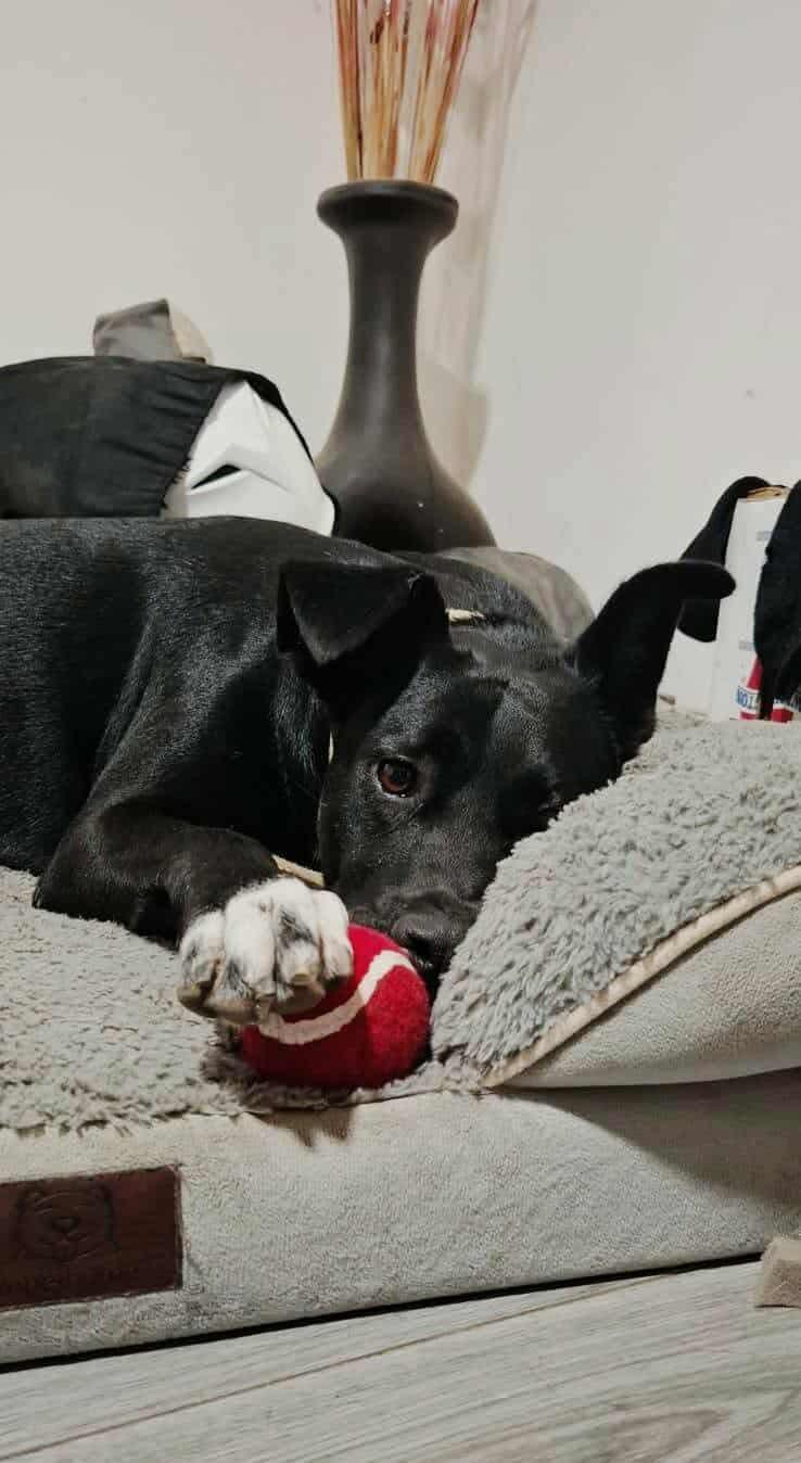 Enlarge Princess, a Adoptable Mixed Breed in Puyallup, WA image 2/6