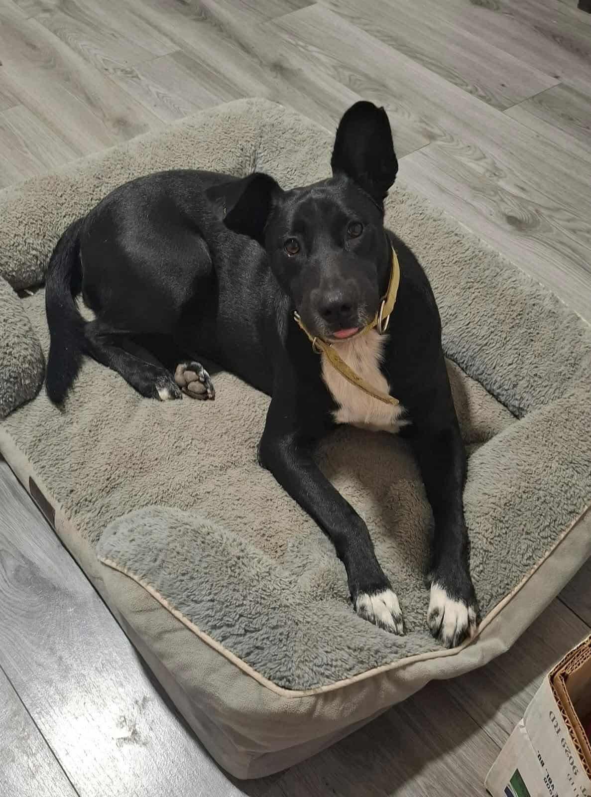 Enlarge Princess, a Adoptable Mixed Breed in Puyallup, WA image 3/6