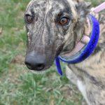 WHAT R THE CHANCES, Adoptable, Adult Female Greyhound.