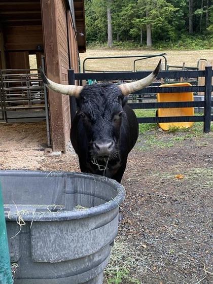 Lavender, Adoptable, Senior Male Cow.