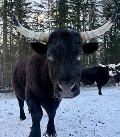Lavender, a Adoptable Cow in Sultan, WA image 2/2