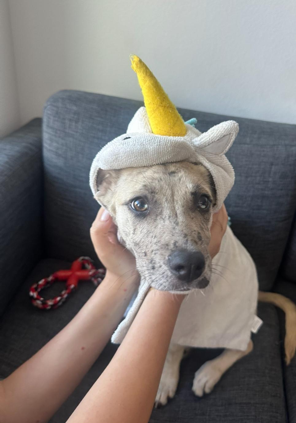 Willow, Adoptable, Puppy Female Catahoula Leopard Dog.