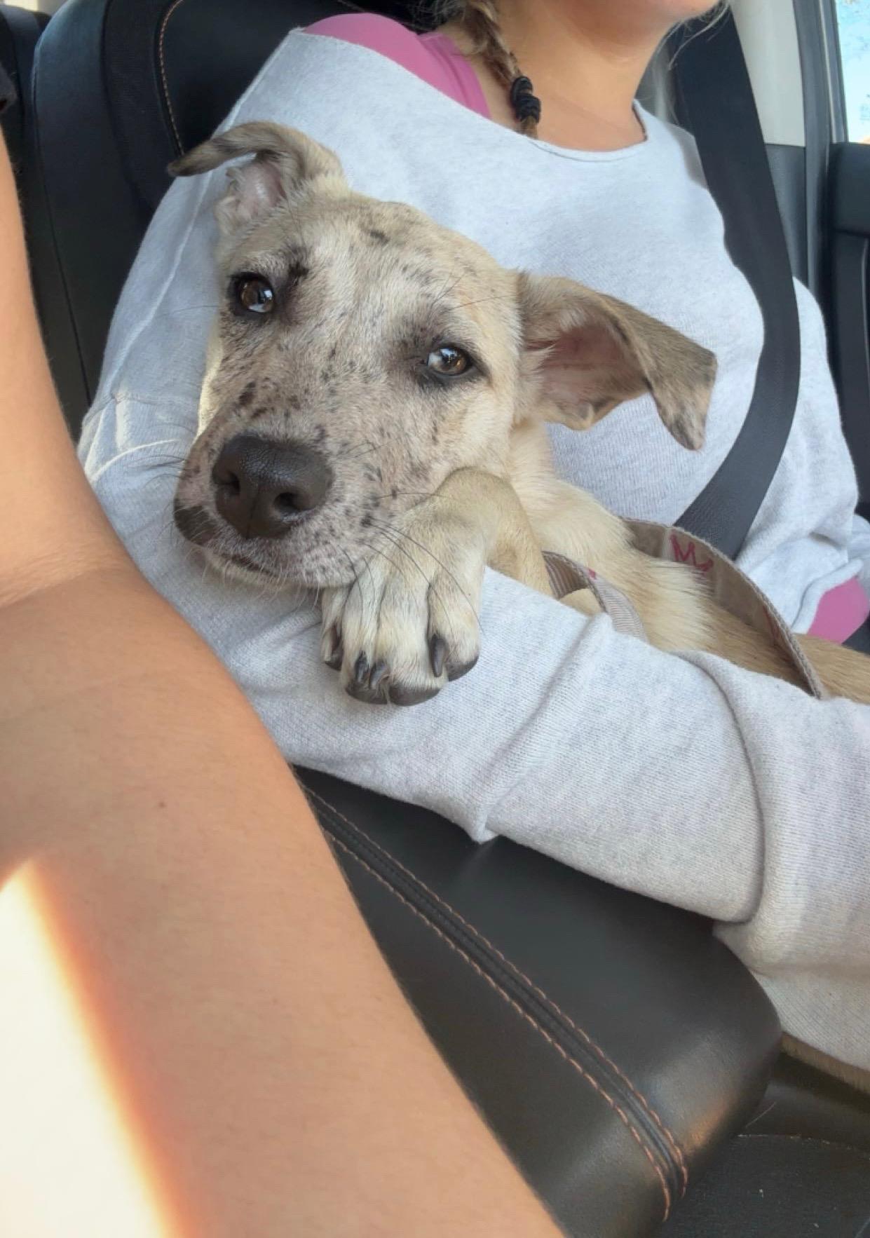 Enlarge Willow, a Adoptable Catahoula Leopard Dog in Tallahassee, FL image 2/4