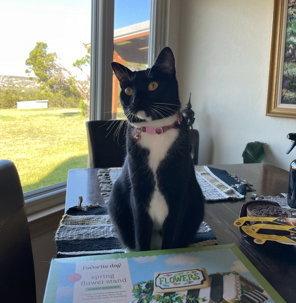 Enlarge Goose (Courtesy), a Adoptable Domestic Short Hair in Dripping Springs, TX image 1/3