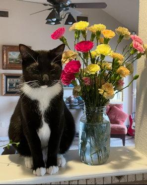 Enlarge Goose (Courtesy), a Adoptable Domestic Short Hair in Dripping Springs, TX image 2/3