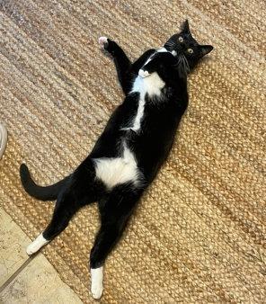 Enlarge Goose (Courtesy), a Adoptable Domestic Short Hair in Dripping Springs, TX image 3/3