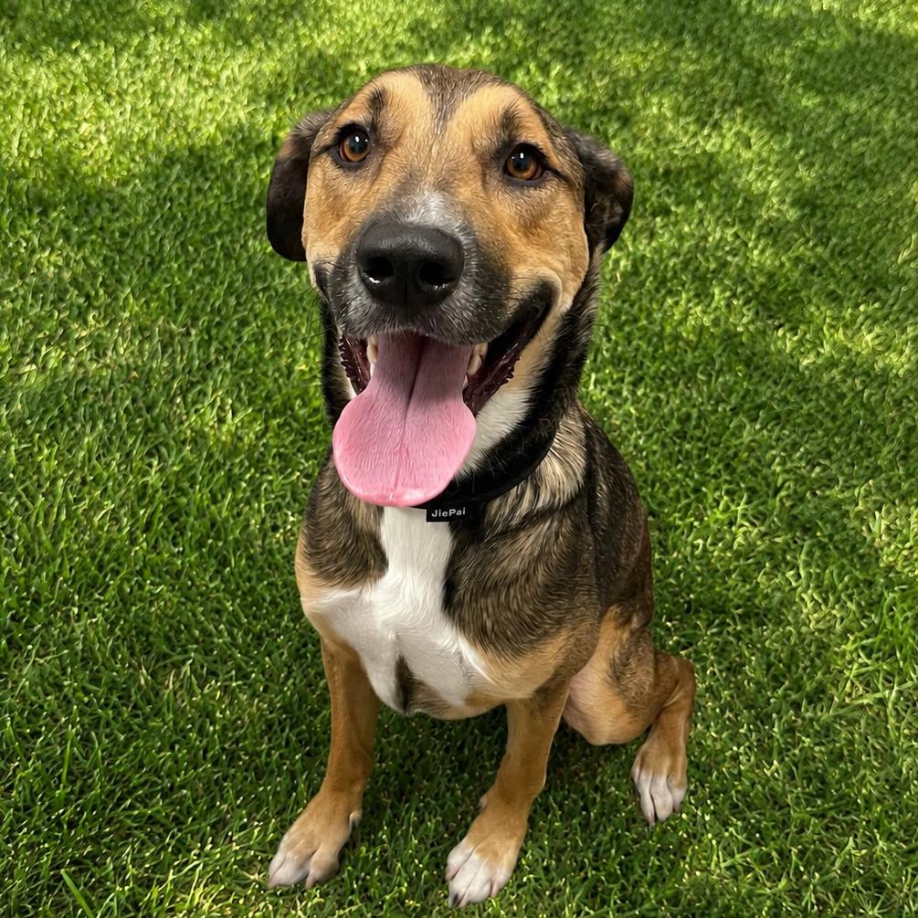 Chaz, Adoptable, Adult Male German Shepherd Dog & Mixed Breed.