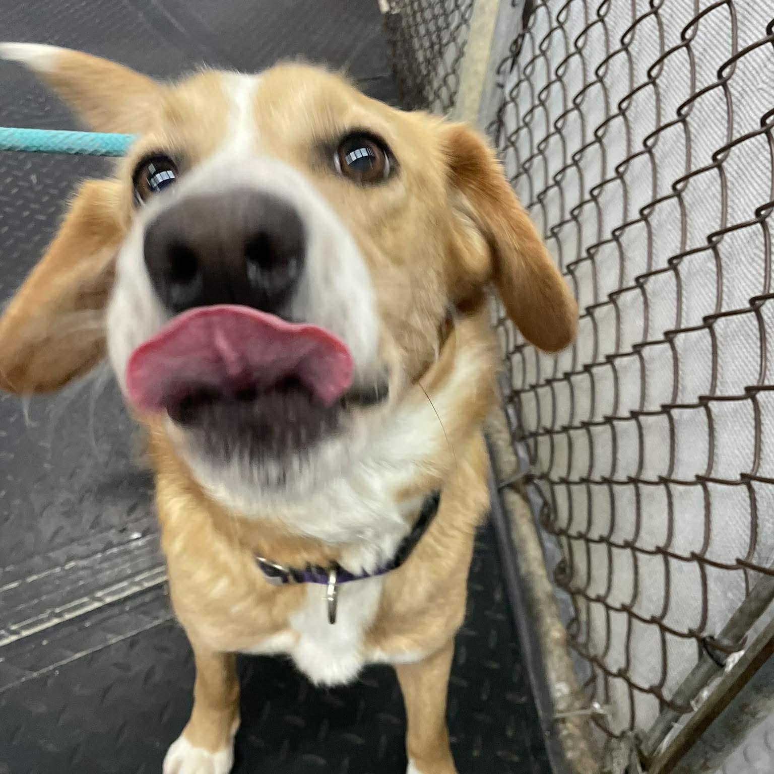 Kenya, a ADOPTABLE mixed breed in Plainfield, IL image 1/4