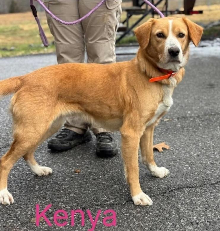 Kenya, a ADOPTABLE mixed breed in Plainfield, IL image 3/4
